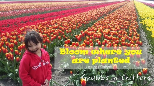 bloom